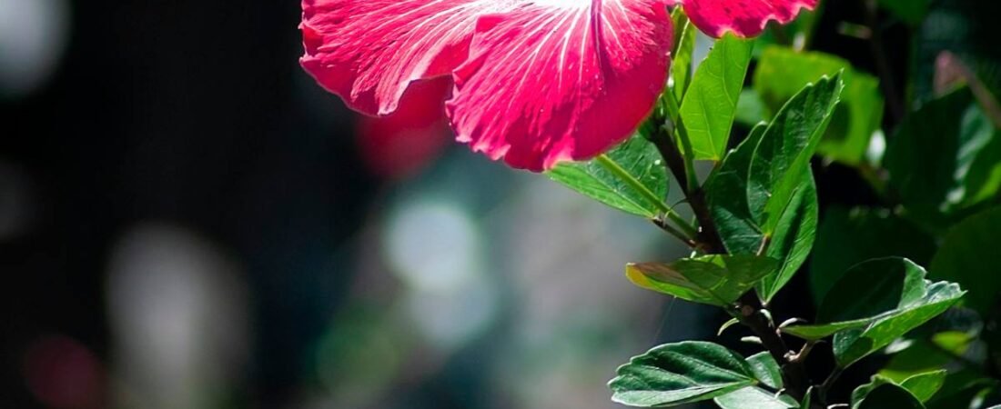 Cayena (hibisco) para el cabello: qué es y por qué la usamos