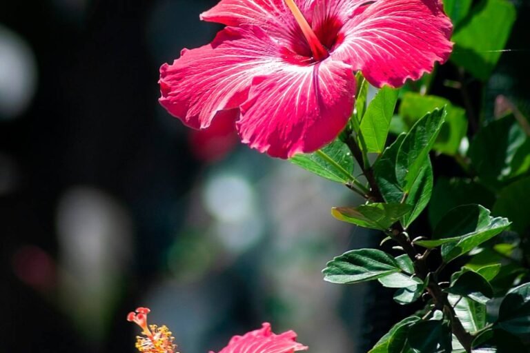 Cayena (hibisco) para el cabello: qué es y por qué la usamos